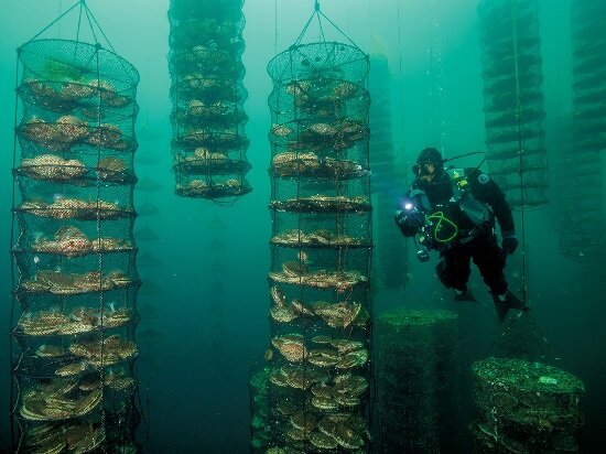 *Дергаль за работой на ферме «гигантских японских гребешков»