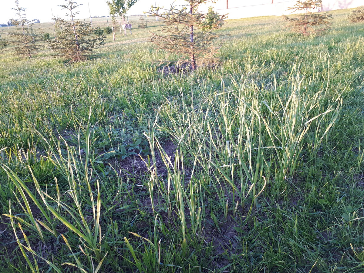 Вот она, замаскированная грядка