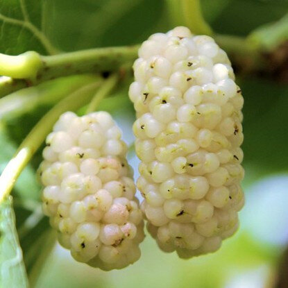 Шелковица фото