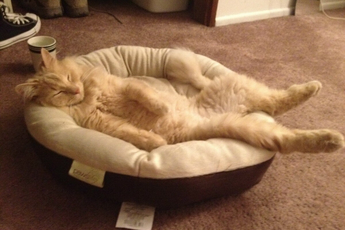 толстый кот на диване