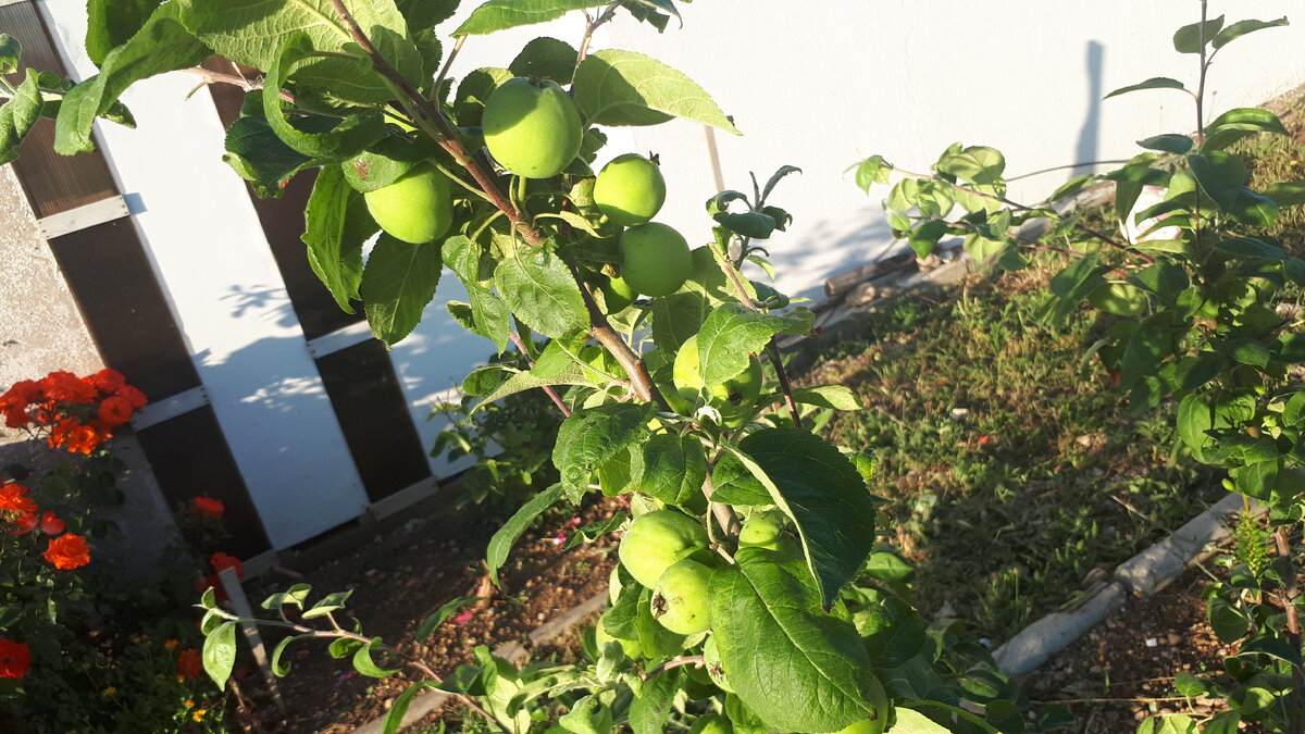 Ожидаем неплохой урожай яблок в этом году.