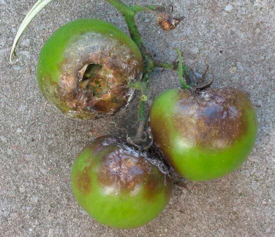 Фото из Google картинок