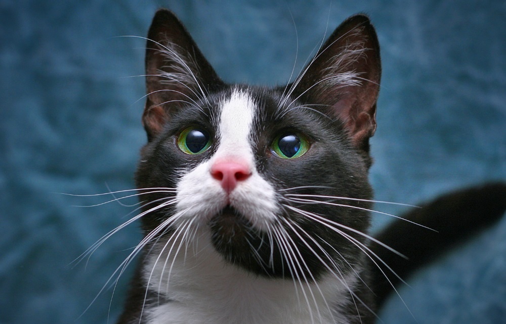 А теперь давайте изучим усы наших пушистиков.Усики у кошачьих,это специфические длинные волоски,которые располагаются по обе стороны носа.И это не просто украшение)Они чрезвычайно важны для восприятия кошкой ,пространства.С помощью их,кошки обнаруживают препятствия в темноте.Чтобы получить информацию при помощи усов,кошечке не обязательно касаться ими предмета.Она каким то непонятным образом,с помощью усов узнаёт о предмете то,чего не могут ей сказать ей глаза ,уши и нос.Так же осязанию помогают пучки нежных волосков,расположенных над глазами,на щеках и подбородке.При линьке,осязательные волоски не выпадают вместе с шерстью,а теряются единично,и при этом востанавливаясь.Это примерно,как брови и ресницы у человека.У коше,лишившихся каким либо образом усов,обнаруживали  признаки нервно психического расстройства.Поэтому ни в коем случае не подстригайте усы у этих особей.