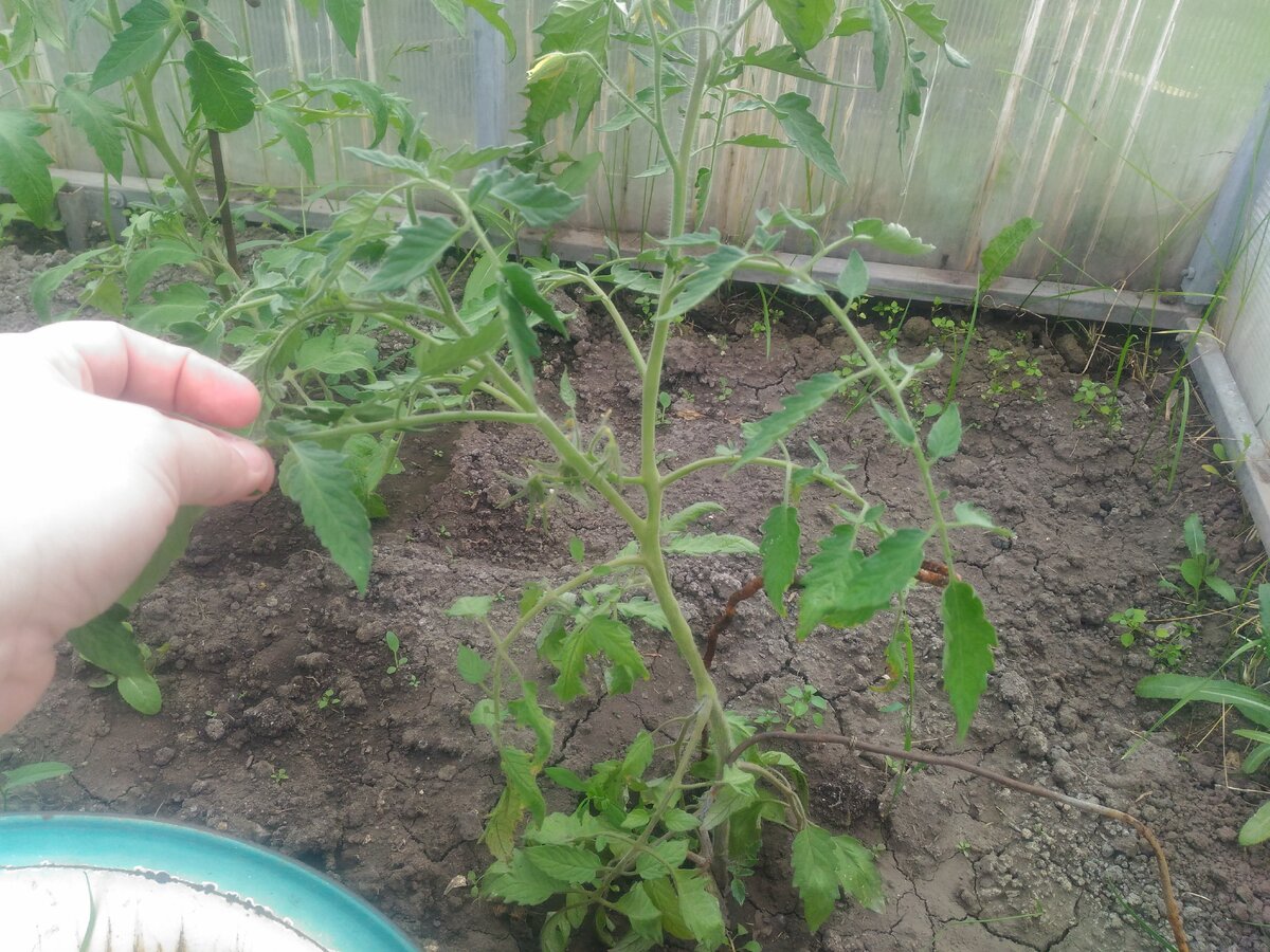 Пасынок большого размера 