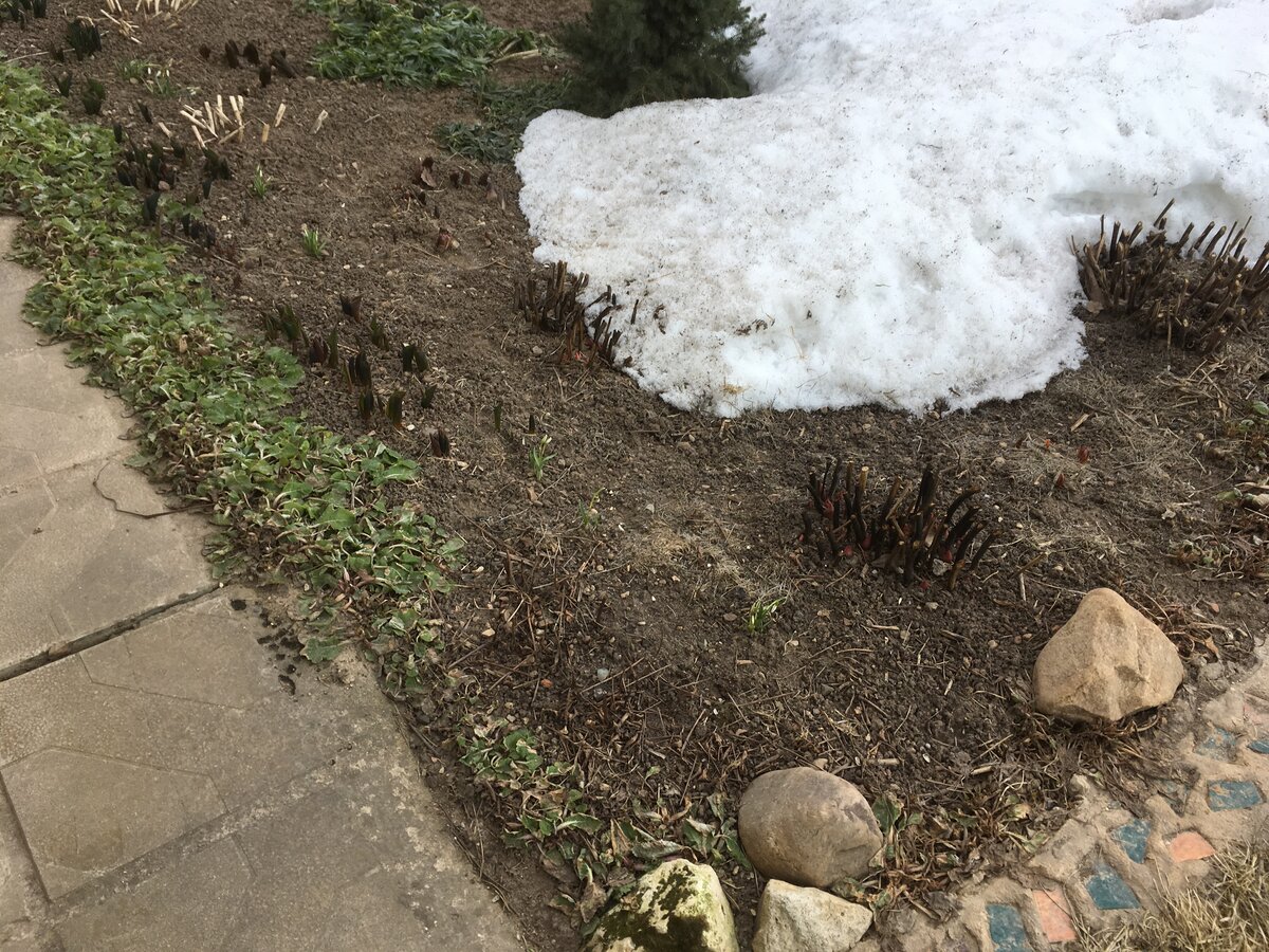 У меня в палисаднике три обычных травянистых пиона