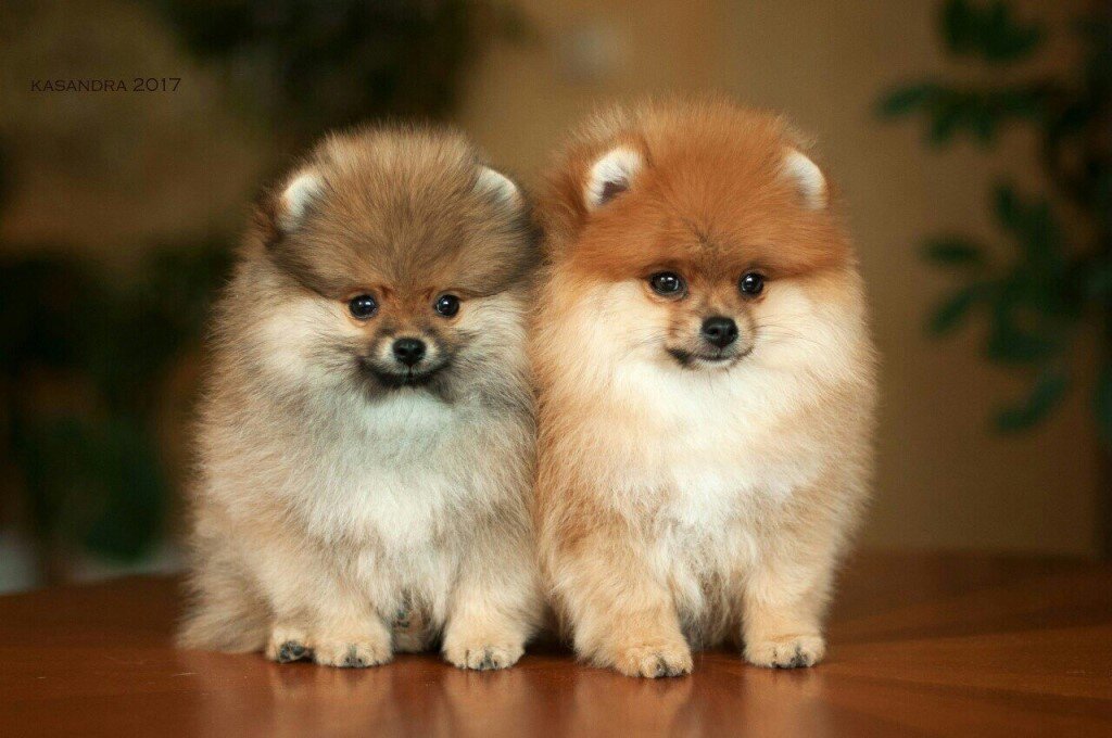 Мы два брата, два шпица. Мы - два хитрые лица. 