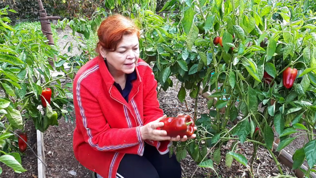 ❤️ Основной урожай собран, осталась только собрать урожай малины ремонтантной и грецкие орехи❤️ Ссылка на это видео – https://clck.ru/JN87f
Рада приветствовать вас дорогой зритель на нашем канале, желаю приятно провести время
Плейлист: ПРАЗДНИКИ - красивые поздравления / Марина Гусакова
https://www.youtube.com/playlist?list=PL-CJkO2o7oD1nymJUxVNq1_5_hDtRuP_D&disable_polymer=true
==================================================== 
#огород
#урожай
#сезон2019
#МаринаГусакова
#ОгородсМаринойГусаковой
==================================================== 
Подпишись - https://www.youtube.com/channel/UCuCD6cZx9FMpbYqfmFZZReg
★Жми на палец вверх! 
★Жми на колокольчик!
★Оставляй своё мнение в комментариях ===================================================== 
Давайте дружить в социальных сетях:
►Youtube https://www.youtube.com/channel/UCuCD6cZx9FMpbYqfmFZZReg
►Facebook https://www.facebook.com/gusakovamarina.ru/
►Одноклассники https://goo.gl/L2ZE6F
►Вконтакте https://vk.com/gusakovamarina
►Twitter https://goo.gl/GjC3pc
►Instagram https://www.instagram.com/gardenwithmarinagusakova/
►Tumblr https://goo.gl/CPd2z1
►Blogger https://gardenwithmarinagusakova.blogspot.ru/
https://goo.gl/inVJxV
►ЯндексДзен https://goo.gl/1dcTst
►Pinterest.com https://goo.gl/bZqeSa
Присоединяйся!
Поделитесь этим видео с друзьями - https://clck.ru/JN87f