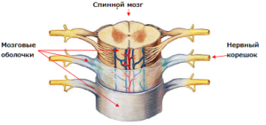 корешковые болевые ощущения.[caption id="attachment_587" align="aligncenter" width="300"] Спинной мозг в разрезе[/caption]