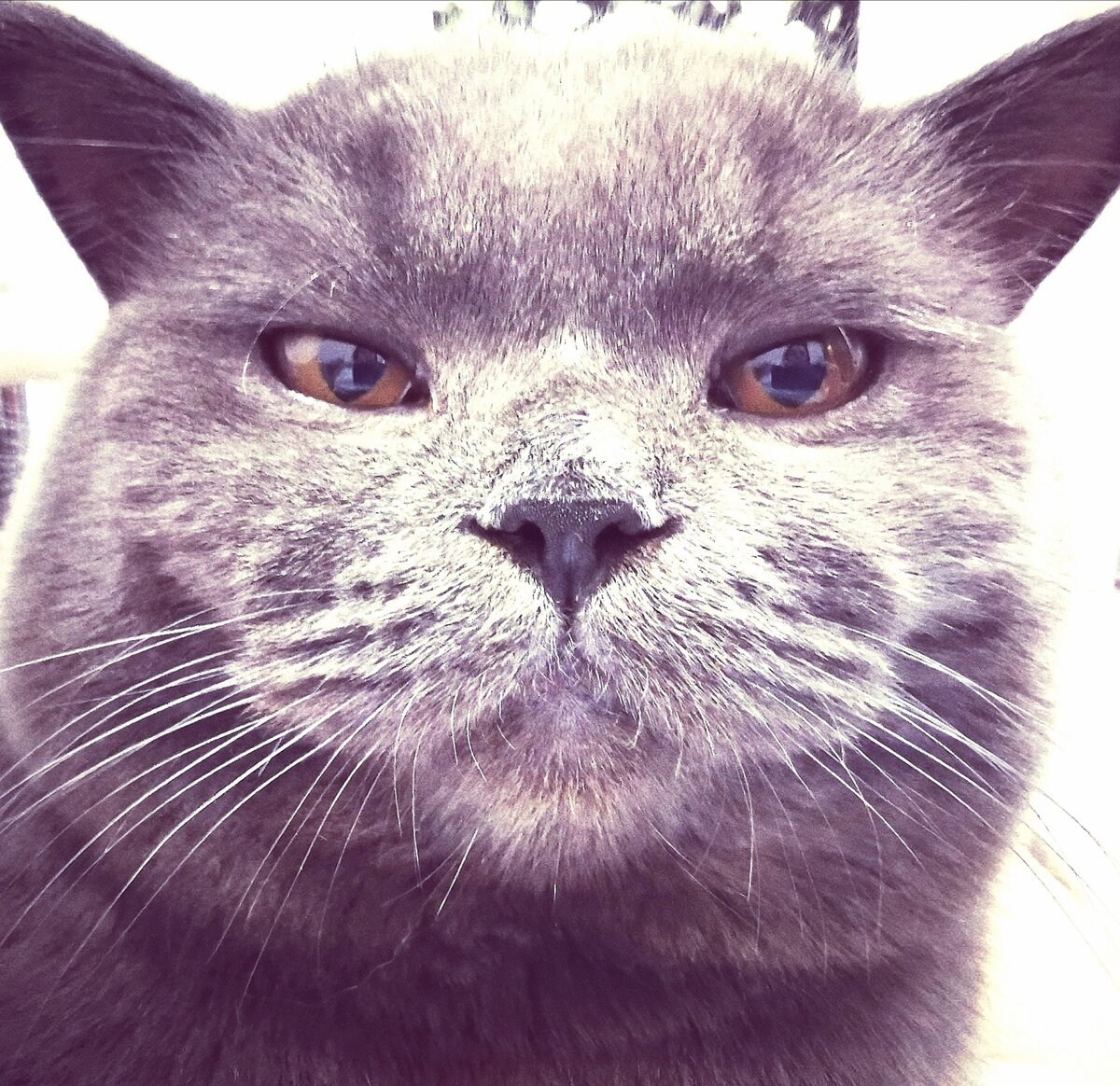 Я не понял, вы что против пухлой моськи имеете?