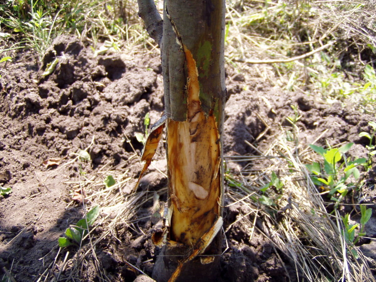 Пострадавшее дерево
