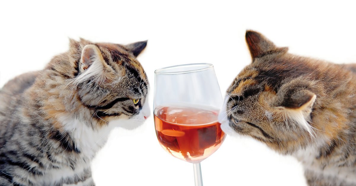 Эти две подружки - исключение, подтверждающее правило