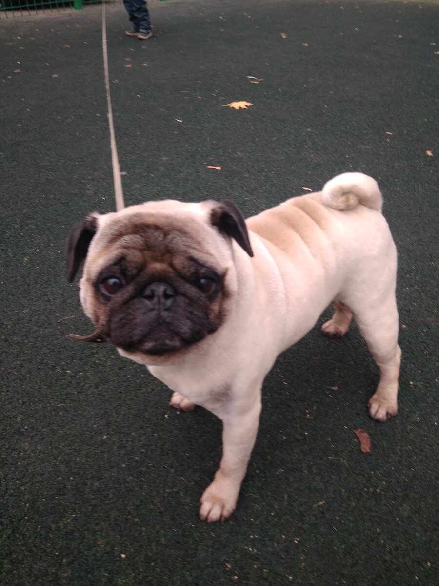 Стриженый мопс