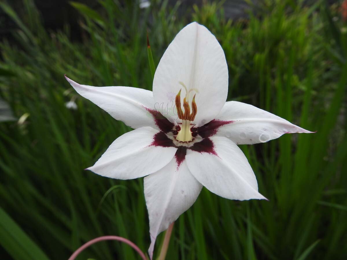 Acidanthera bicolor цветы фото и описание