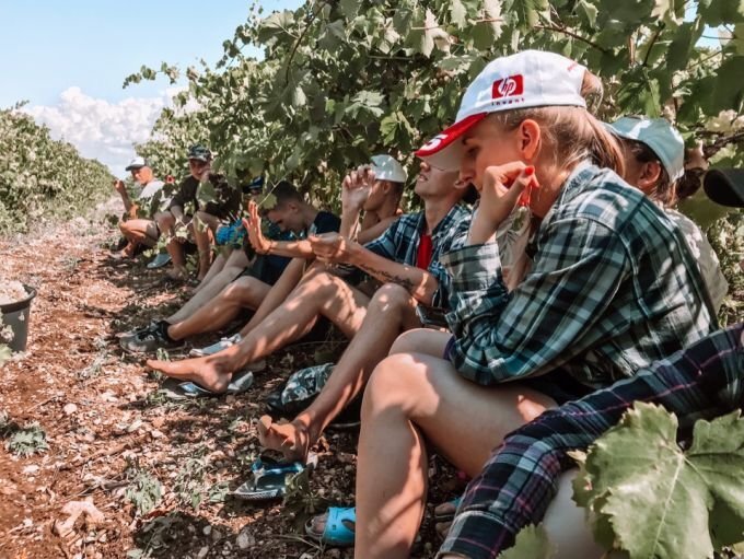 Молодежь на уборке винограда в Севастополе. Фото: agro.gov35.ru.