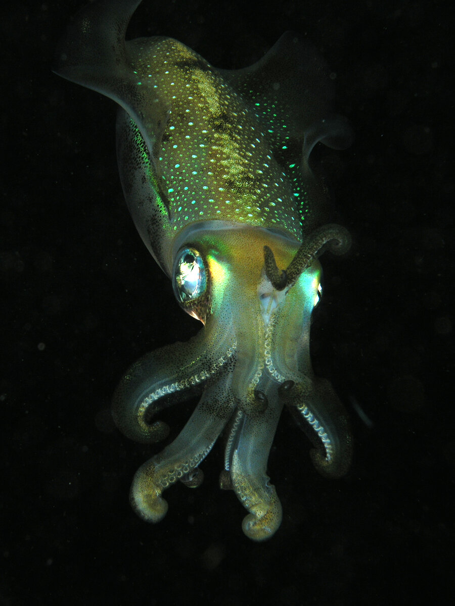 https://upload.wikimedia.org/wikipedia/commons/d/d4/Squid_komodo.jpg
