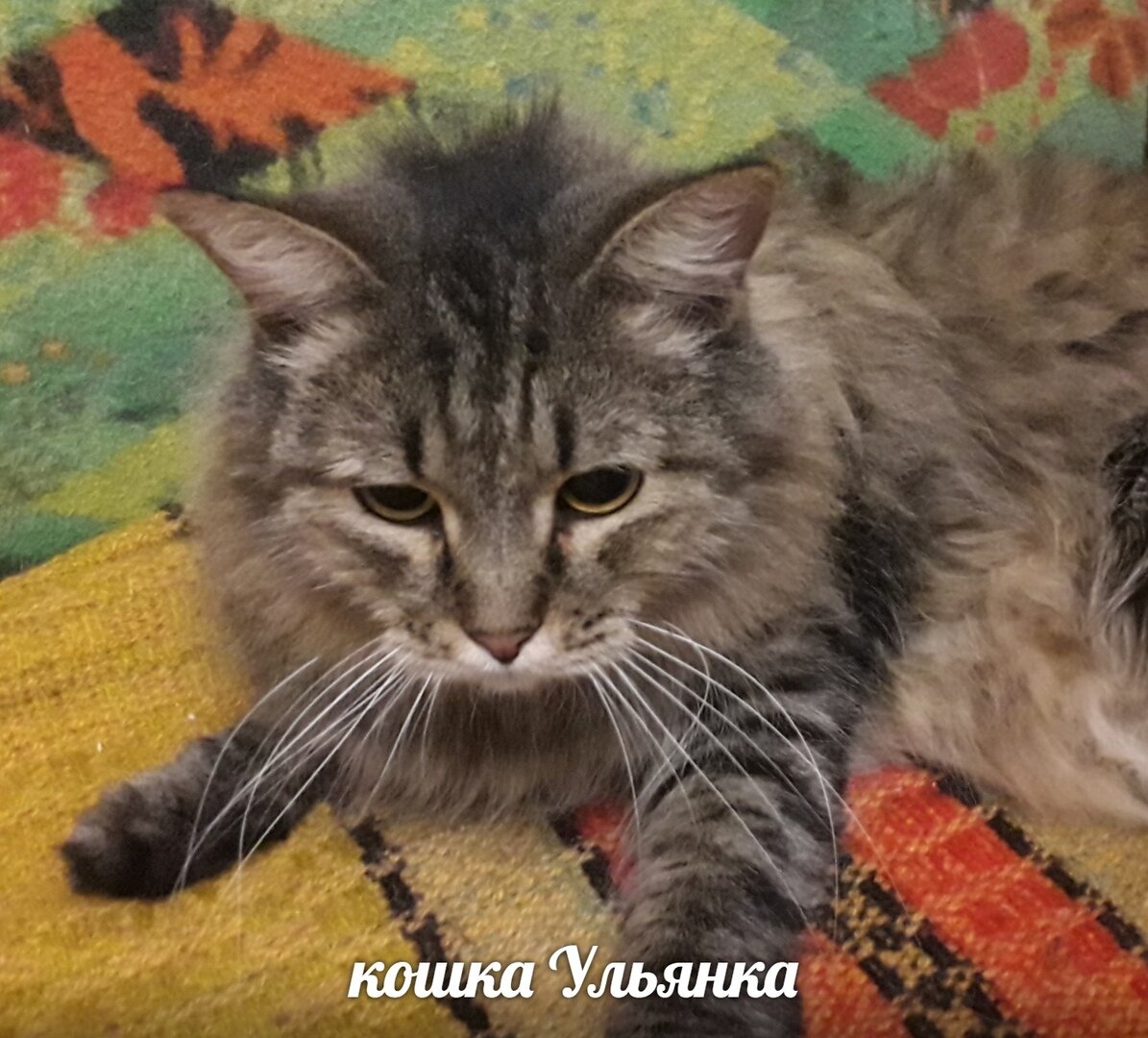 кошка Ульянка, источник - зоопансионат "Альма" ВКонтакте: https://vk.com/alma_vrт
