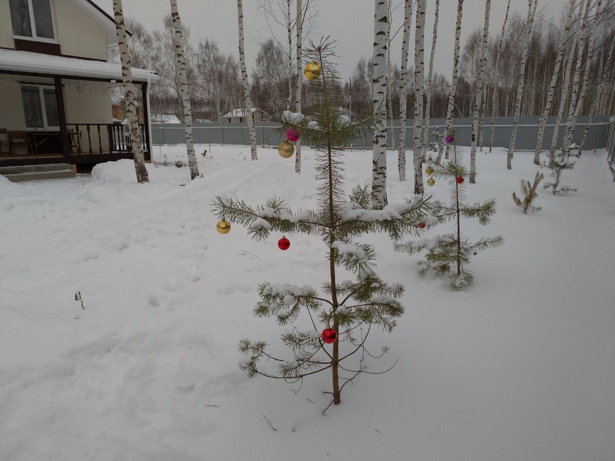 Осталась в живых одна сосна, та что на переднем плане.