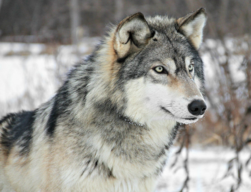 Главный волк. Серый волк canis Lupus. Сибирский волк. Волк Сибирский анфас. Волк Канис Люпус глаза.