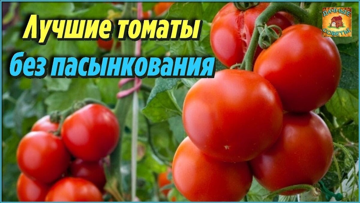   Привет дачники огородники сегодня расскажу какие томаты можно выращивать без пасынкования и лишних хлопот низкорослые томаты все чаще встречаются в теплицах и огородах преимуществ выращивание у них