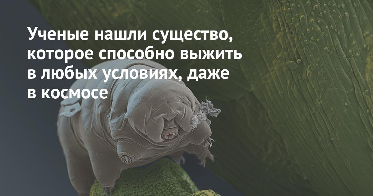 Это тихоходка. Интересно, а в Дзене она выживет всё-таки?