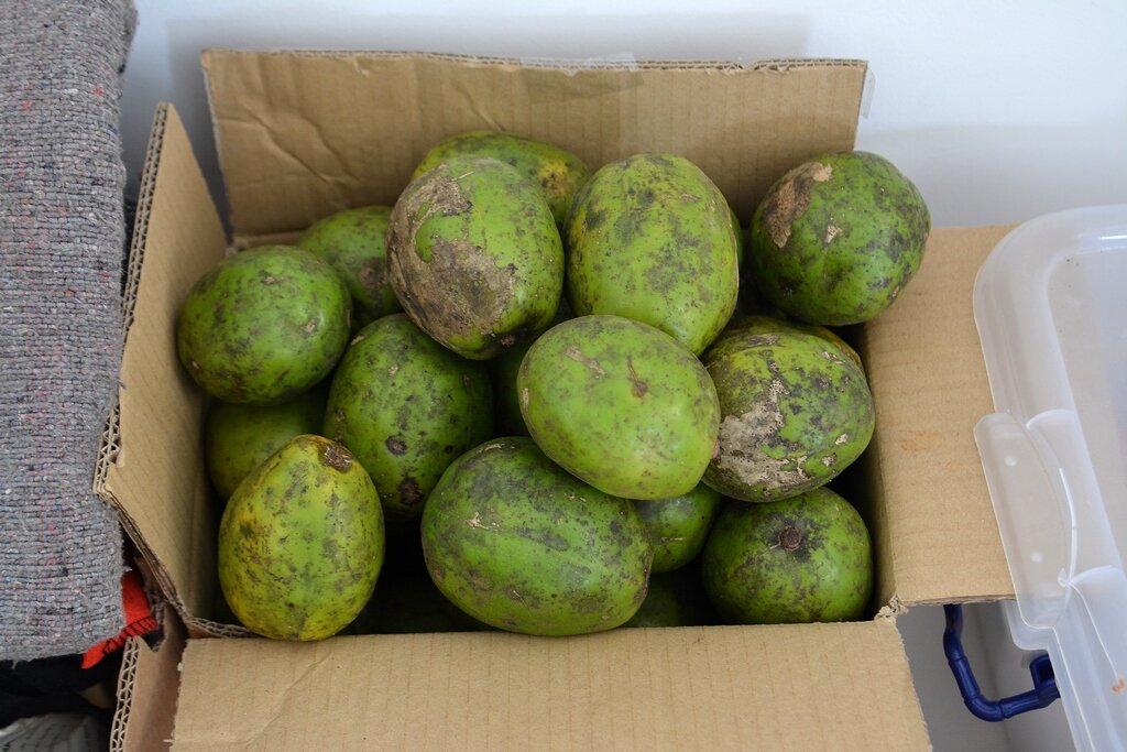 2. С виду неказистое. Размером со среднее манго.

