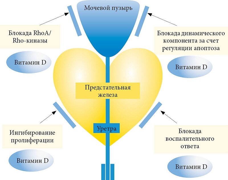 Витамин-гормон D и его огромная роль для мужского здоровья.