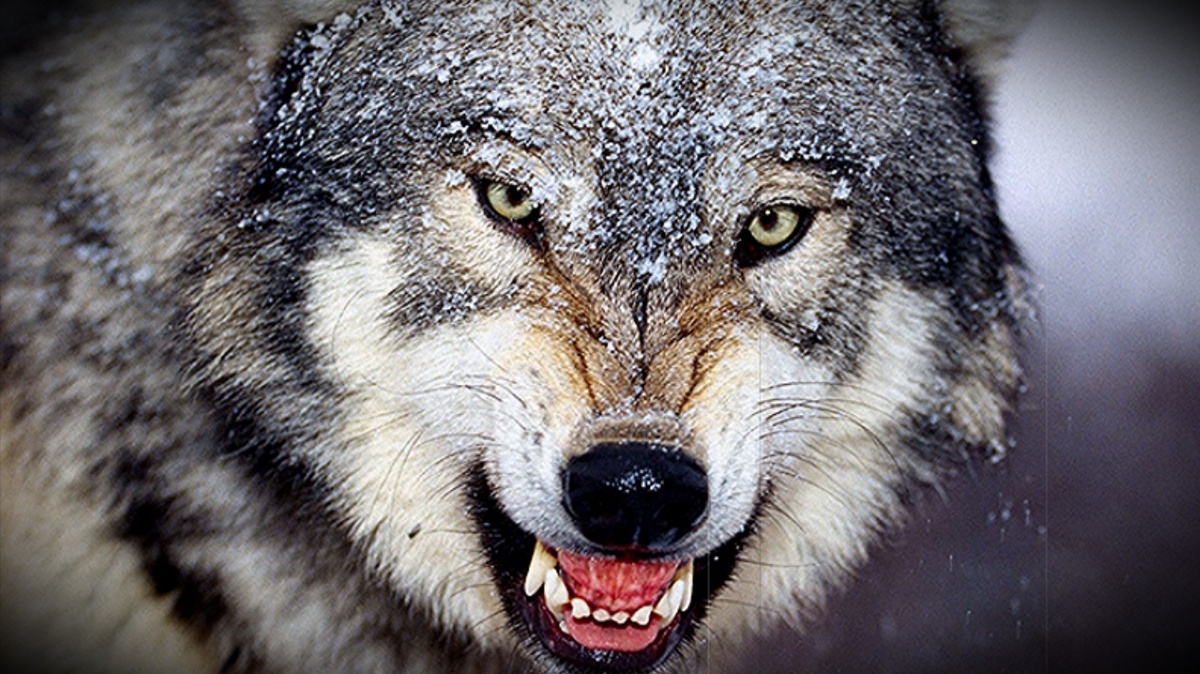 Источник: Яндекс Картинки