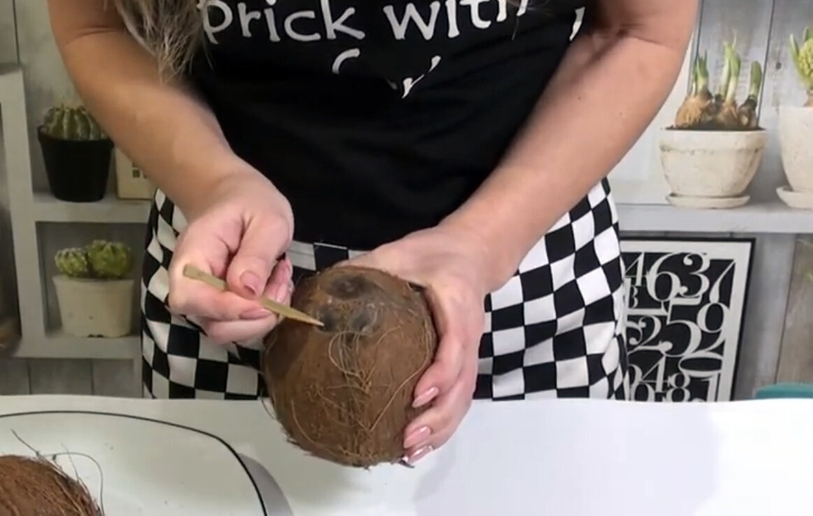 3 глазка на кокосе, протыкаю один бамбуковой палочкой.