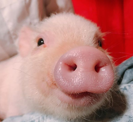 Источник: Instagram mipigcafe