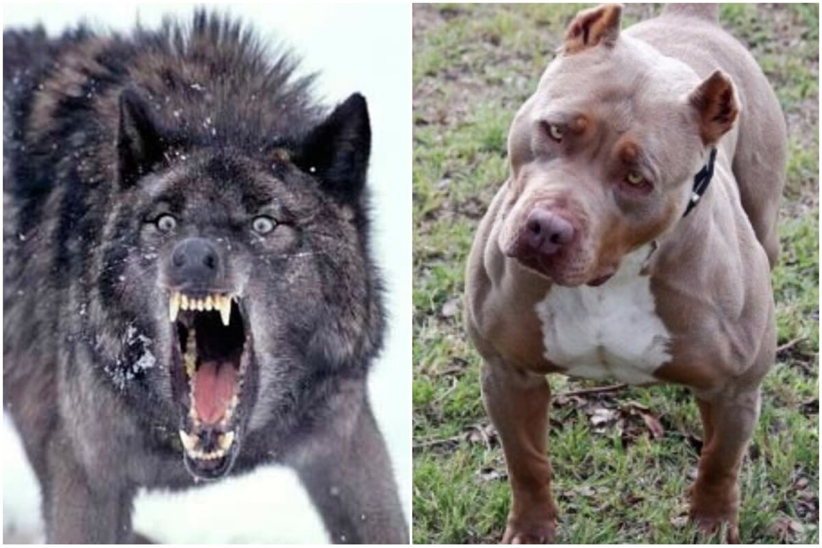 Яндекс картинки