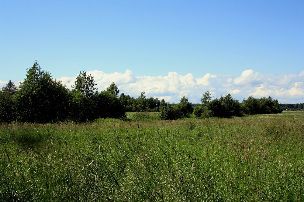 Вот так выглядит поле в Карелии, на котором нужно отобрать образцы почвы
