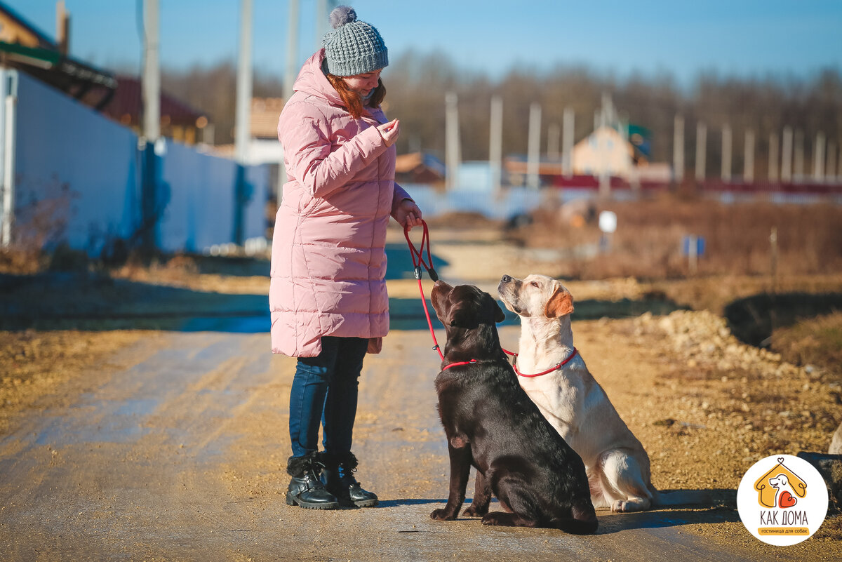 Команда "сидеть"