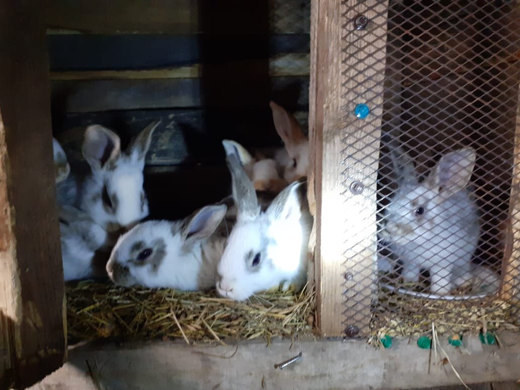 Вот мои крольчата