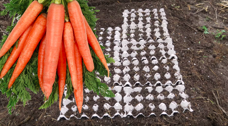 Оригинальный способ выращивания моркови в лотках из-под яиц