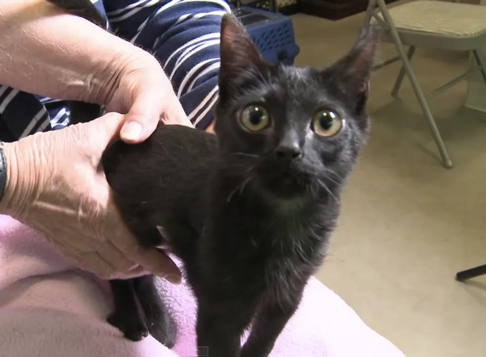 Фото: valleycatsinc.org / The Pet Collective / YouTube 