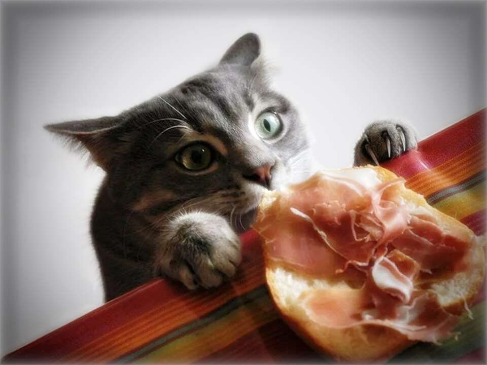 Дефицит дурно влияет на характер котика