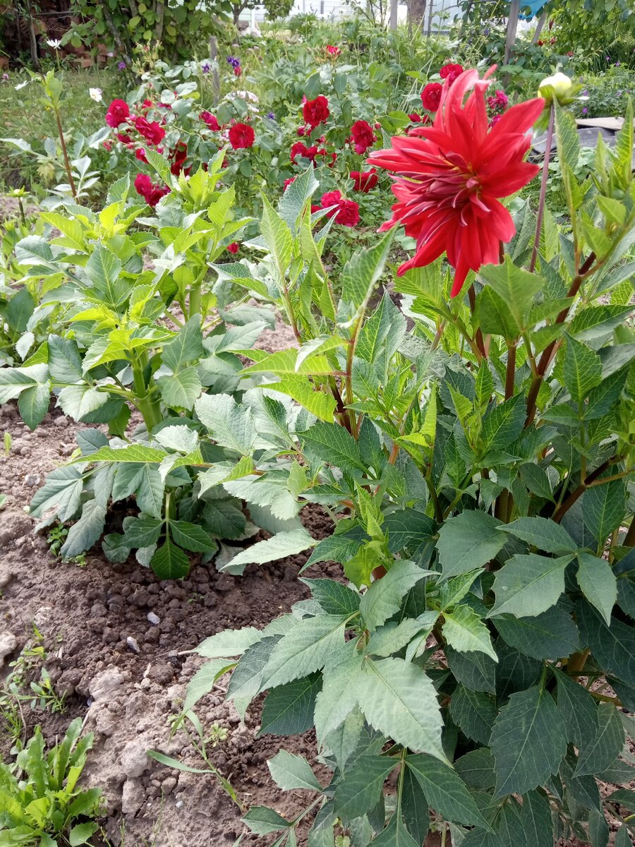 Георгины на даче