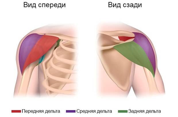 Пучки мышц дельтыАнатомияРабота в упражненияхПереднийПокрывает плечевой сустав спередиСгибание и внутренняя ротация плеча, подъем рук перед собойСреднийПокрывает плечевой сустав сверху и сбокуБоковое отведение плечаЗаднийКрепится к плечевой кости со стороны верха спиныГоризонтальное разгибание и наружная ротация плеча