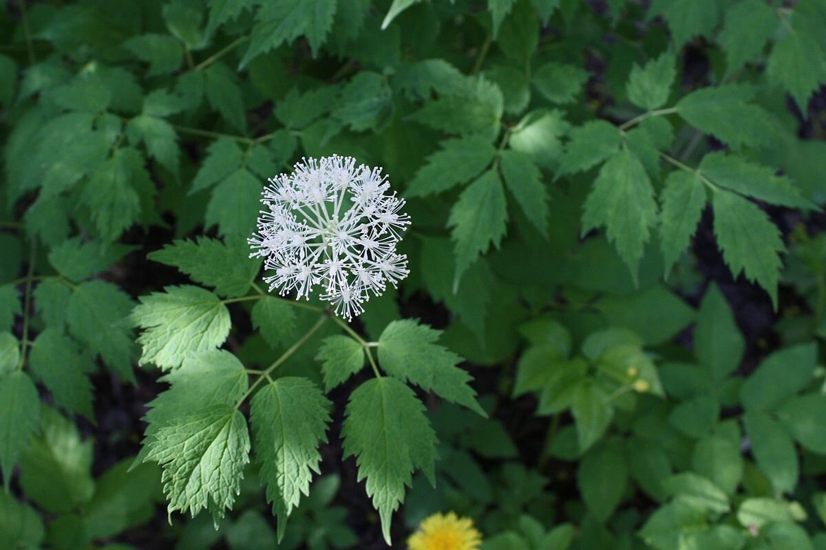 Воронец колосовидный Actaea spicata