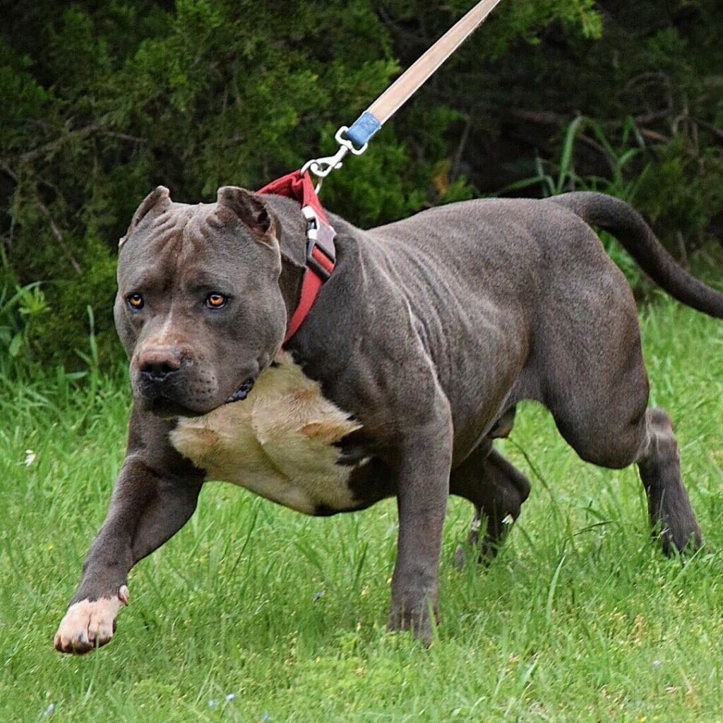 Американский бандог