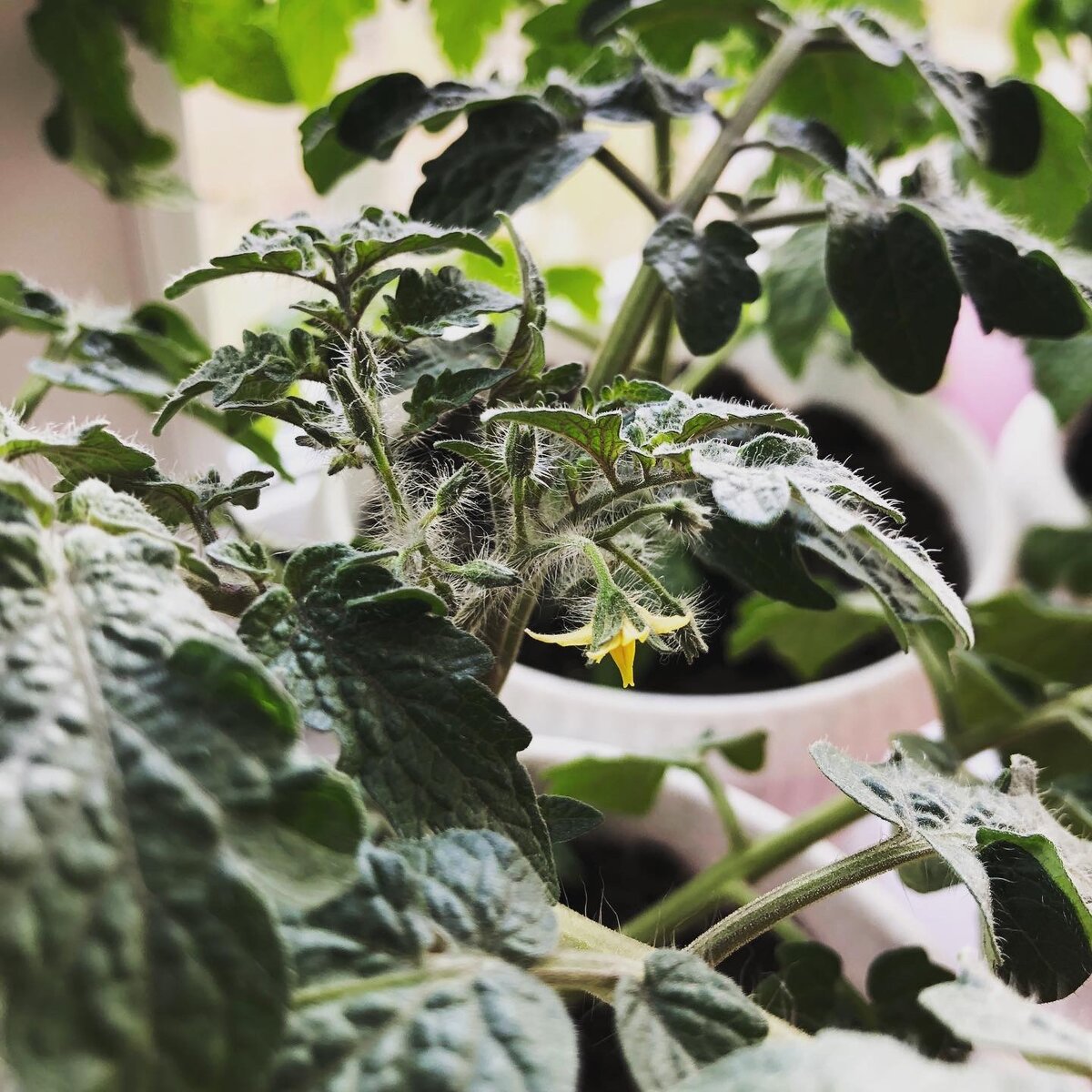 Томаты Черри, фото из личного архива 