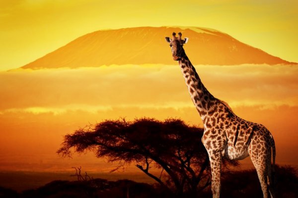 https://st.depositphotos.com/1004061/4227/i/950/depositphotos_42274911-stock-photo-giraffe-on-savanna.jpg