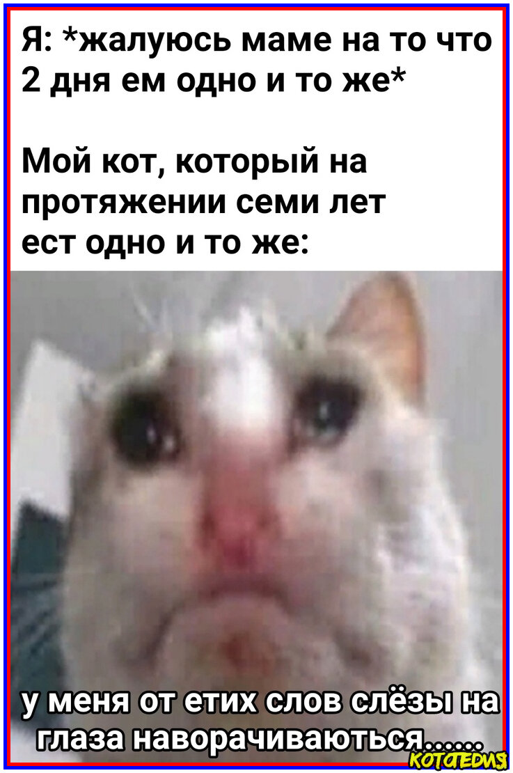 Мемы с котами 2020 года