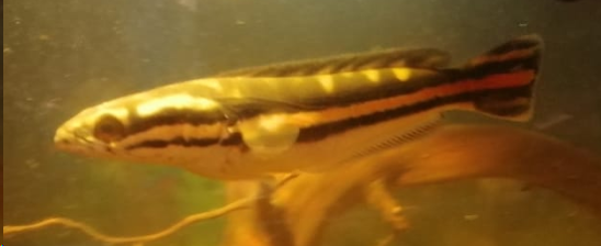 Красавчик. С тремя креветками в желудке. Голодный он намного стройнее.