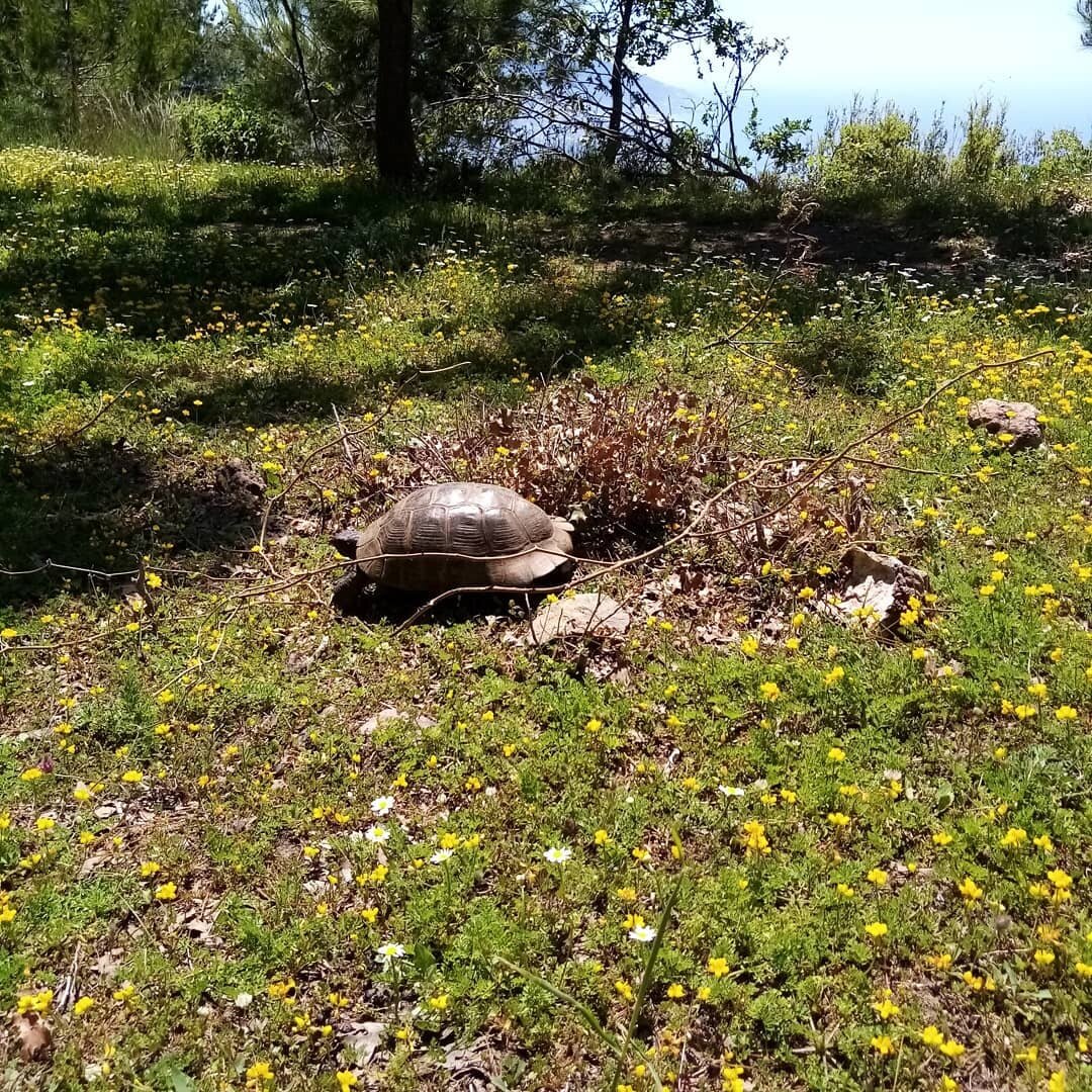 Черепахи в горах