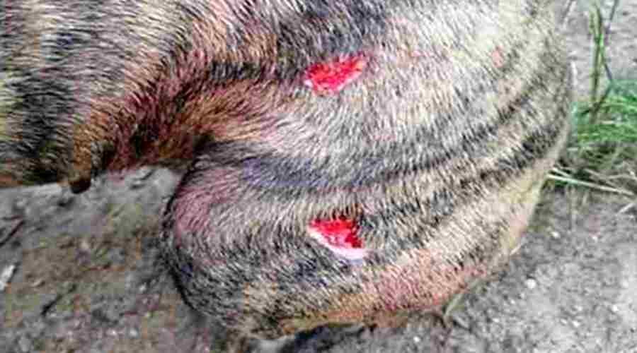 Кира была сильно покусана, с боку виднелись рваные раны...