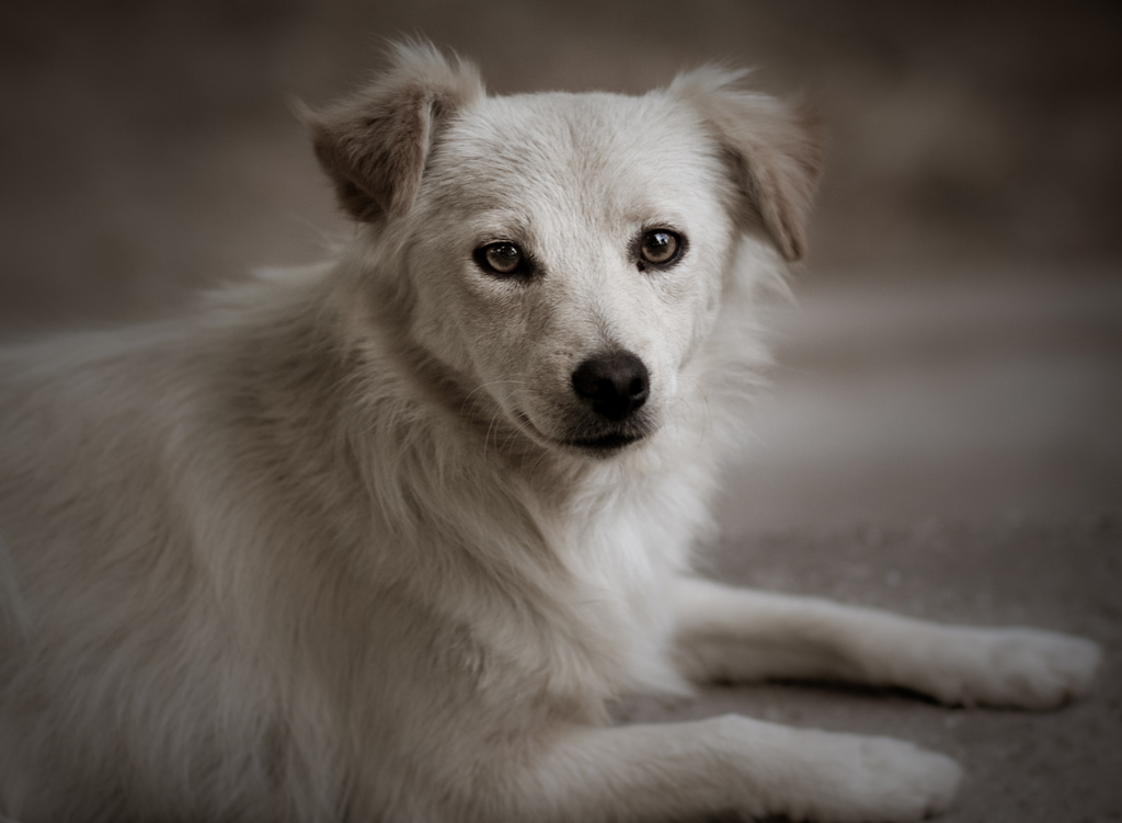 Собака похожая на Милашку. Источник фото: https://avatars.mds.yandex.net/get-zen_doc/1879615/pub_5f40002d2932bd7eda42db72_5f40c40797bd2c5a70d7da6e/scale_600 