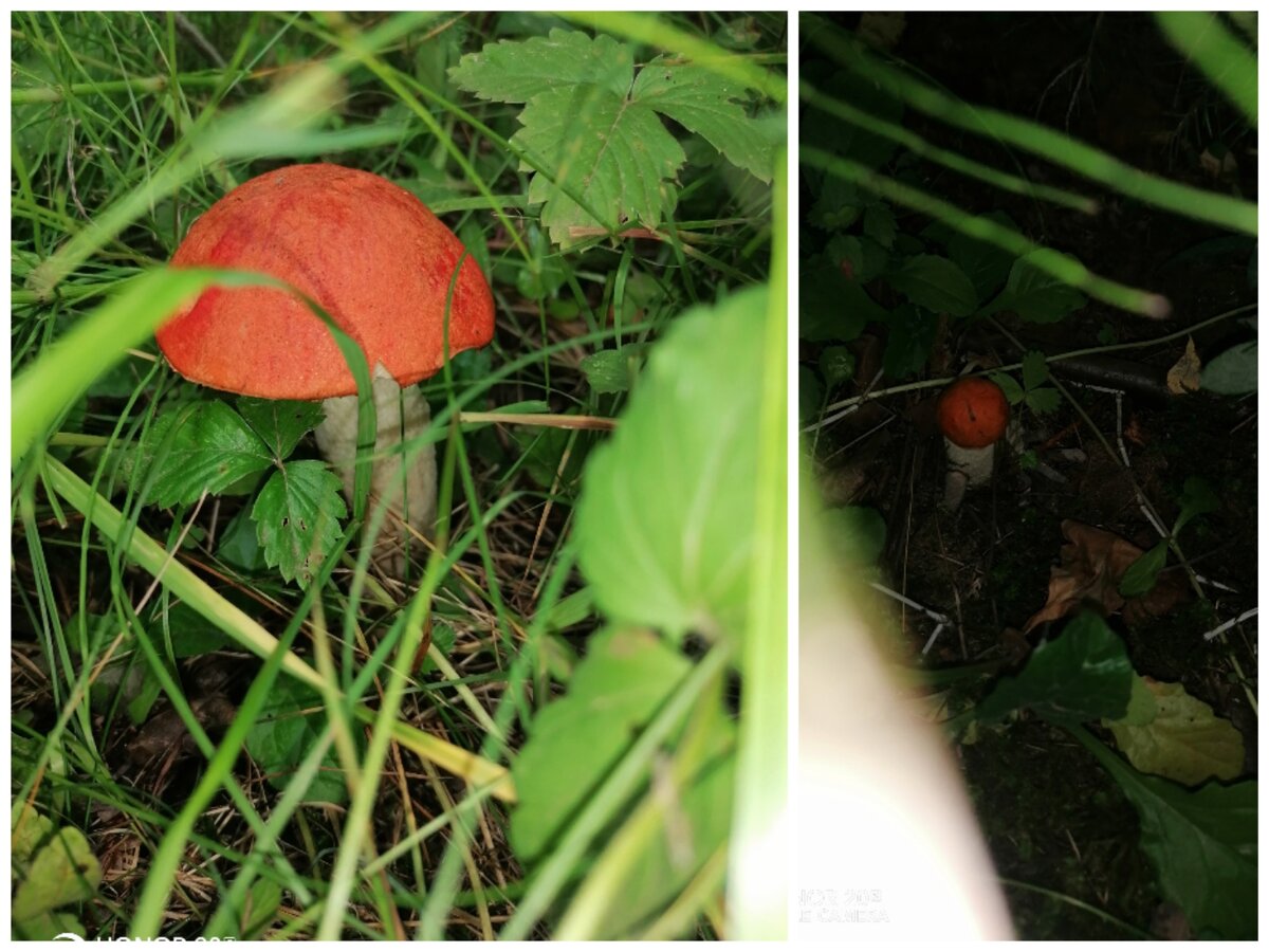 Красноголовики