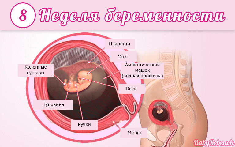 9 неделя беременности от зачатия: УЗИ плода, фото живота, что происходит с мамой и малышом