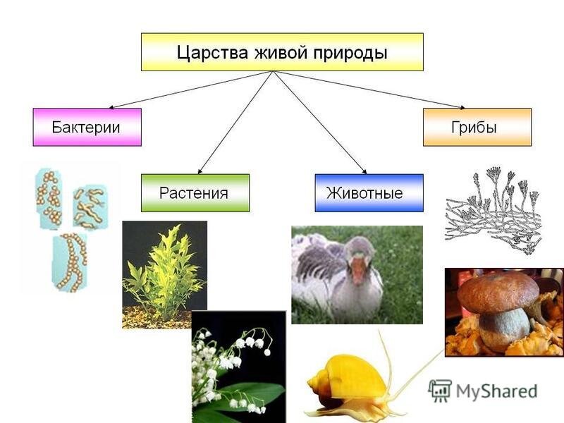 Царства ЖИВОЙ природы (вирусы - НЕживая природа)